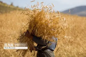 ۸۵۰۰ گندمکار فارس از لیست بیمه حذف شدند/ کشاورزان: کشت قراردادی ضمانت اجرایی ندارد