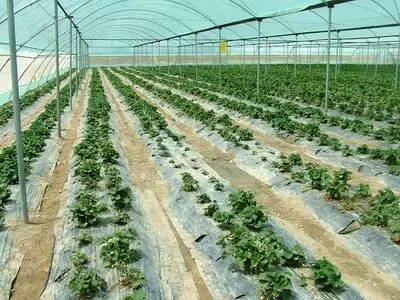 باغداران و گلخانه‌داران هشدارهای هواشناسی را جدی بگیرند 