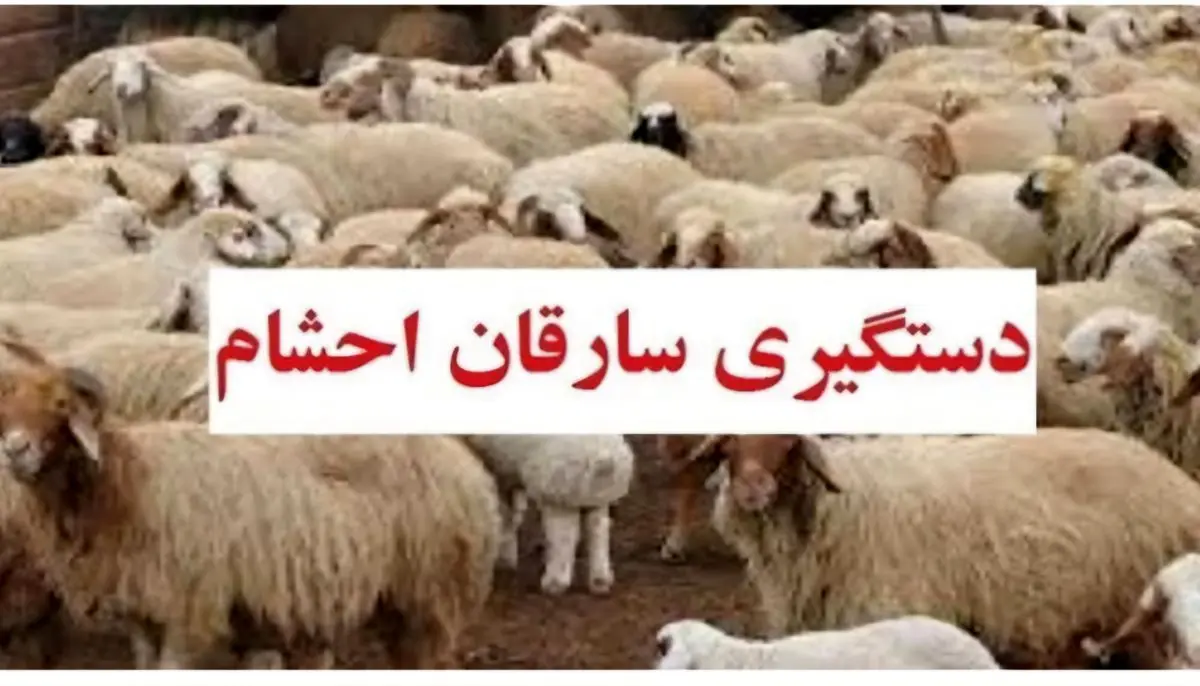 کشف پرونده ۴ میلیاردی احشام در گلوگاه