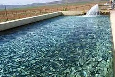 اعطای ۲۳۰ میلیارد ریال تسهیلات حمایتی  به مزارع آبزی ‌پروری اردبیل  