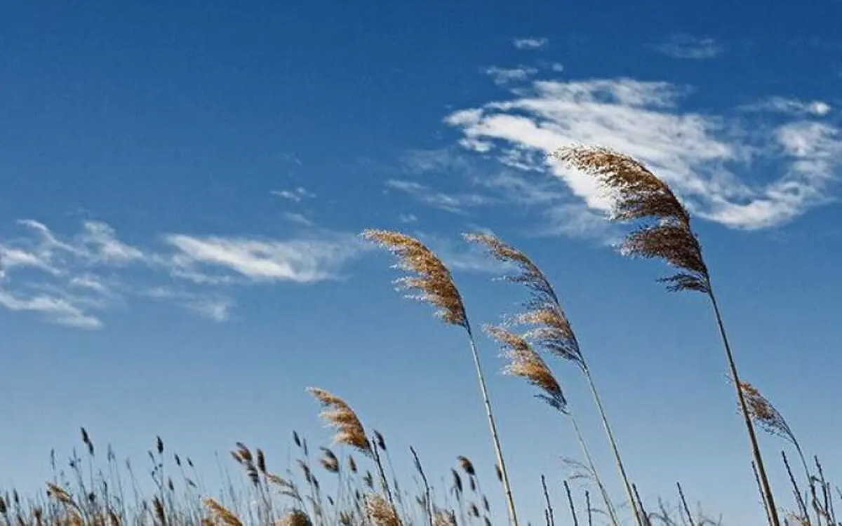 جوی آرام در بیشتر مناطق کشور

