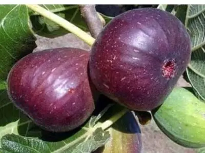 برداشت انجیر از باغات کرمانشاه آغاز شد