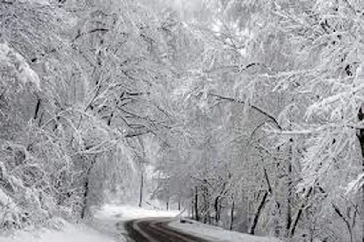 برف جنگل‌های دیلمان را تماشایی کرد+ فیلم