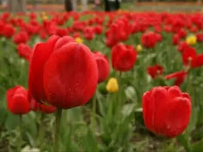  زمان افتتاح جشنواره لاله ها با شرایط جوی تغییر می‌کند/ لاله‌ها، مقاومت‌شان را در مقابل سرما  تجربه کردند