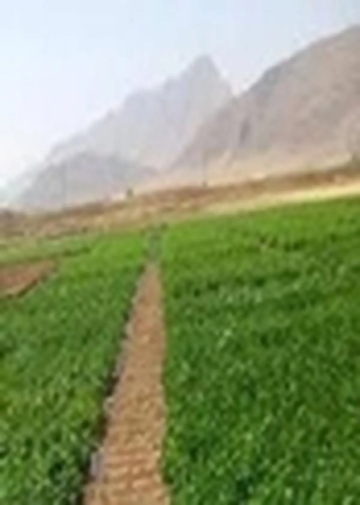 حدود ۱۳۰۰ هکتار از اراضی لاهیجان زیر کشت محصولات علوفه ای و راتون