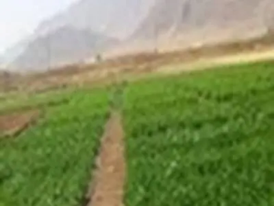 حدود ۱۳۰۰ هکتار از اراضی لاهیجان زیر کشت محصولات علوفه ای و راتون