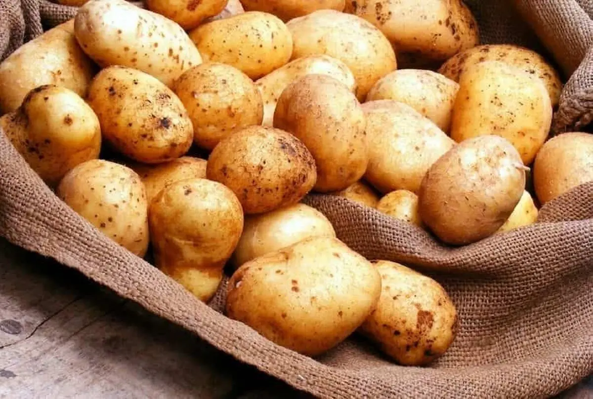 پیش‌ بینی برداشت بیش از ۵۲ هزار تن سیب زمینی از مزارع آذربایجان غربی