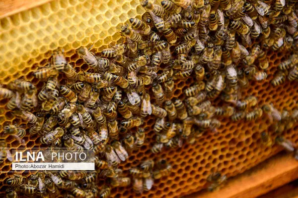 
Over 7,600 tons of honey produced annually in Isfahan Prov.
