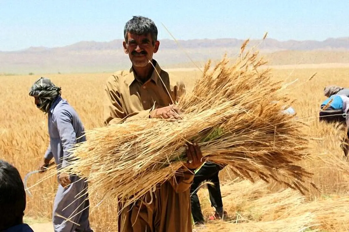 خرید  ۴۰ درصد از گندم کشور توسط شبکه تحت پوشش تعاونی روستایی