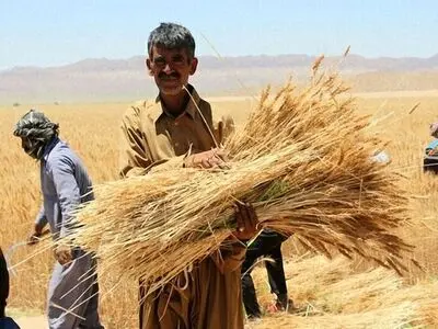 خرید  ۴۰ درصد از گندم کشور توسط شبکه تحت پوشش تعاونی روستایی
