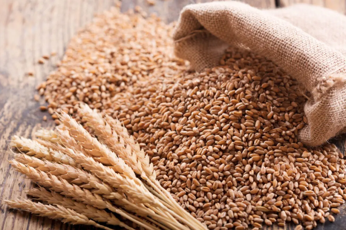 Russian invasion may cause wheat and corn crisis in world