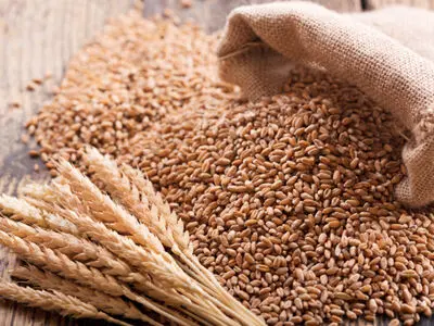 Russian invasion may cause wheat and corn crisis in world