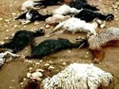 ۳۰ راس گوسفند در لالی تلف شدند