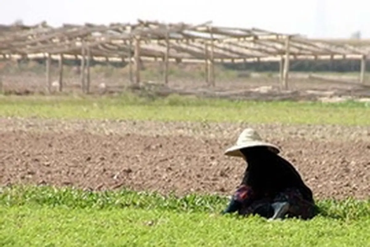 شتاب طرح احیای ۵۵۰ هزار هکتاری دشت خوزستان / تامین یک و نیم میلیارد دلار اعتبار از صندوق توسعه ملی