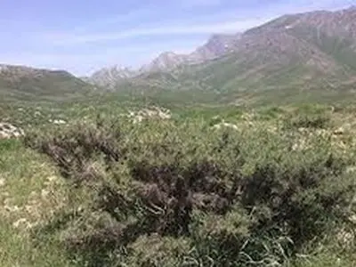 اصفهان رویشگاه ۲۰۰ هزار هکتار گون گزی است