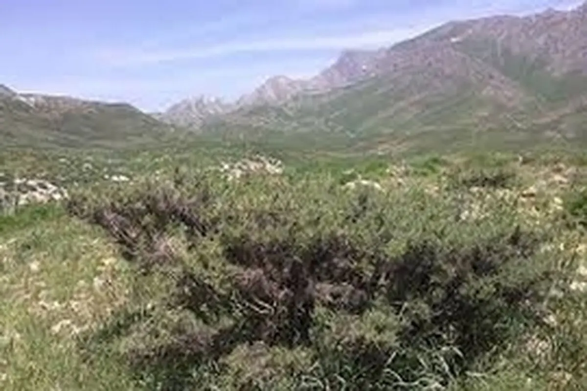 اصفهان رویشگاه ۲۰۰ هزار هکتار گون گزی است