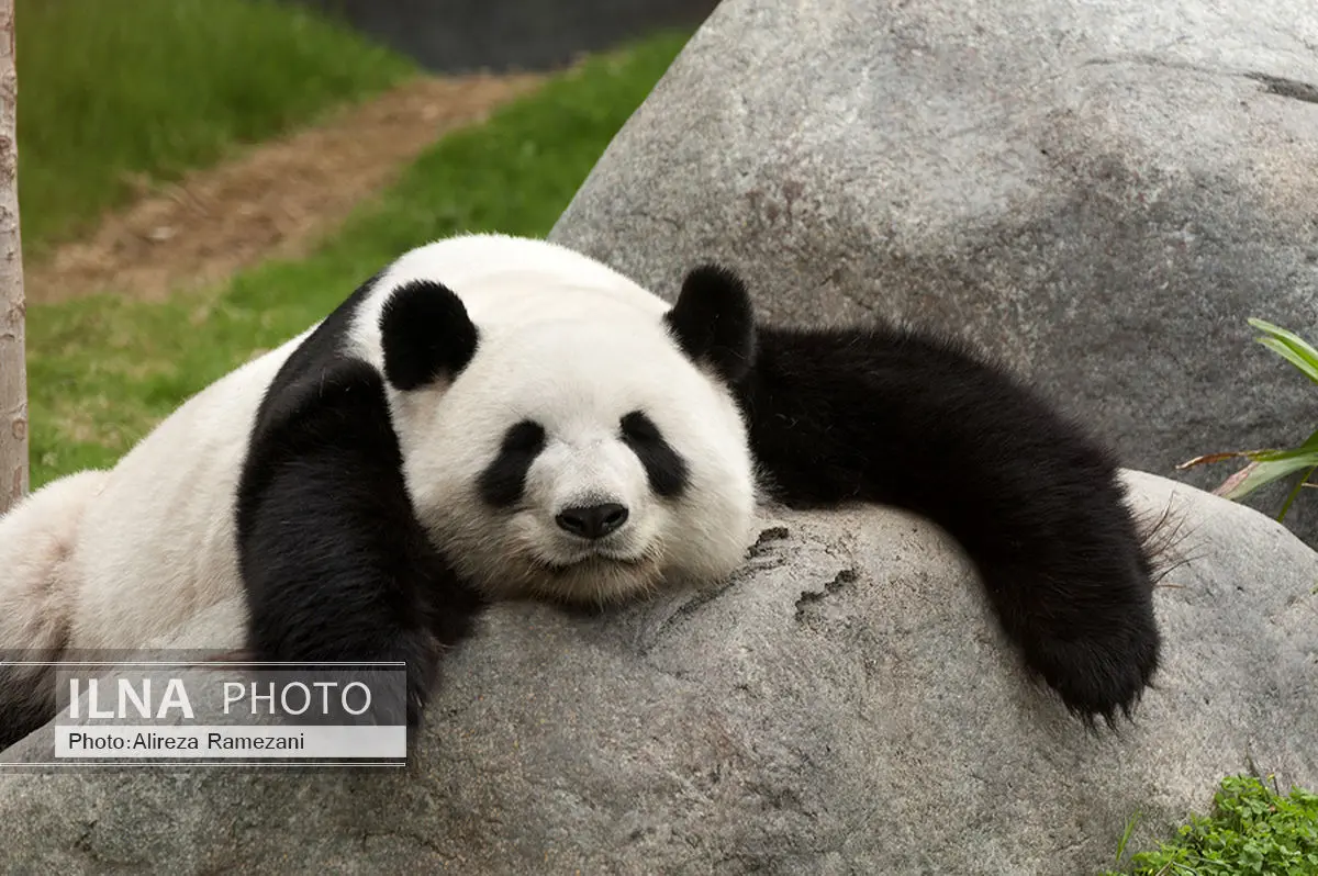 پاندا دیگر گونه «درمعرض خطر» نیست/سه گونه میمون به انقراض نزدیک‌تر شدند
