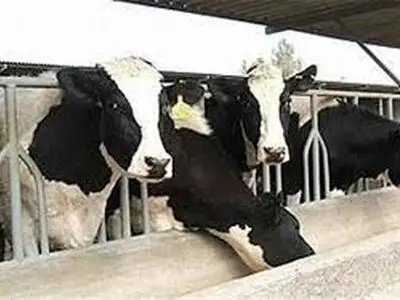 تسهیلات ۲۰۰ میلیونی به دامداری سنتی وعشایری گلستان پرداخت می شود