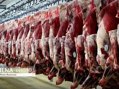 توزیع گوشت گرم گوساله با قیمت مصوب در بازارهای میوه و تره‌بار کرج