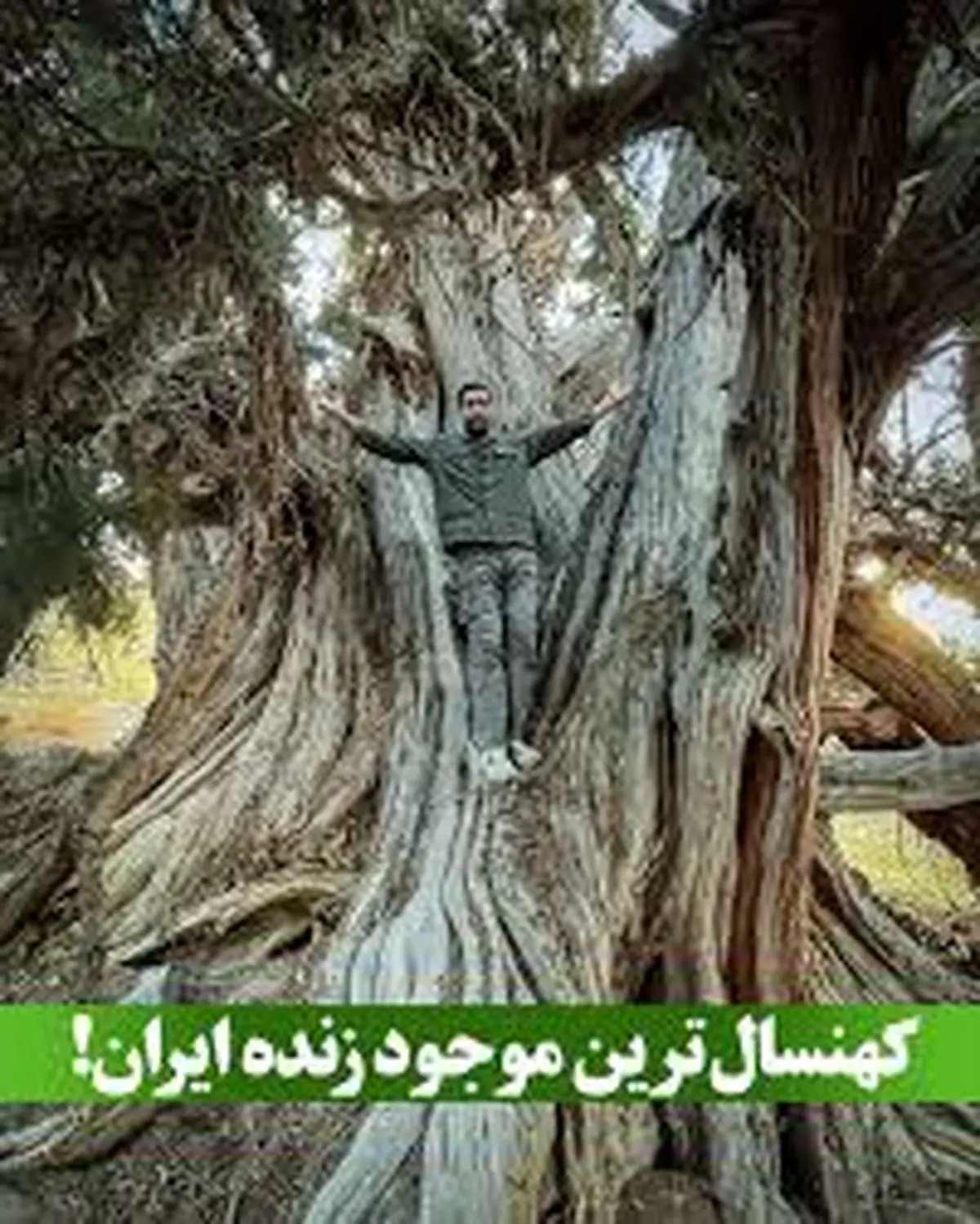 شناسایی کهنسال‌ترین موجود زنده ایران/فیلم