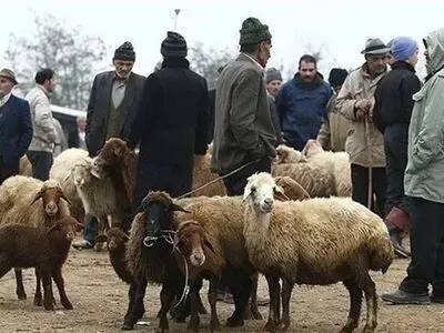 ‍استقرار ۱۱ مرکز عرضه دام زنده بهداشتی در کرمانشاه همزمان با عید قربان