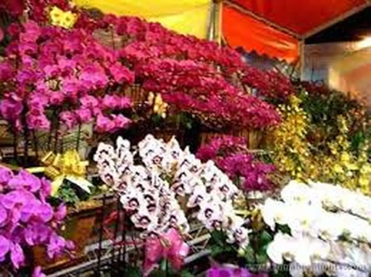 صدور گواهی صادرات 22 هزار گلدان گل و گیاه زینتی از نوشهر به خارج کشور 