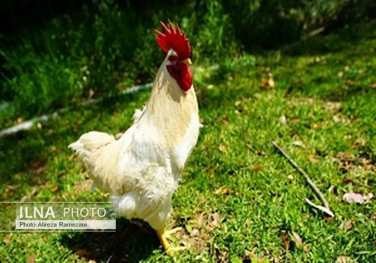 ماجرای خروس خوش اقبالی که در ژاپن مشهور شد