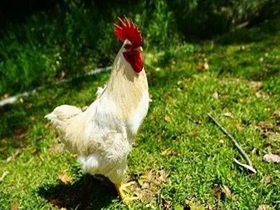 ماجرای خروس خوش اقبالی که در ژاپن مشهور شد