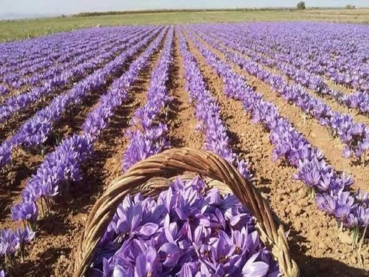 پیش‌بینی تولید ۳.۲ تن زعفران در آذربایجان‌شرقی