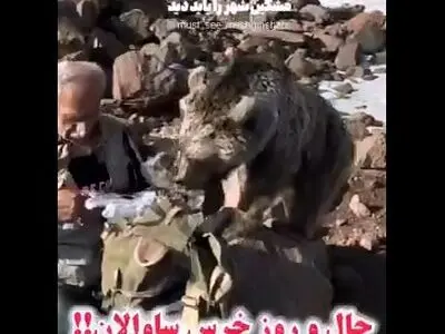 خرس وحشی که از دست کوهنوردان در سبلان ساقه طلایی می‌گیرد! + فیلم