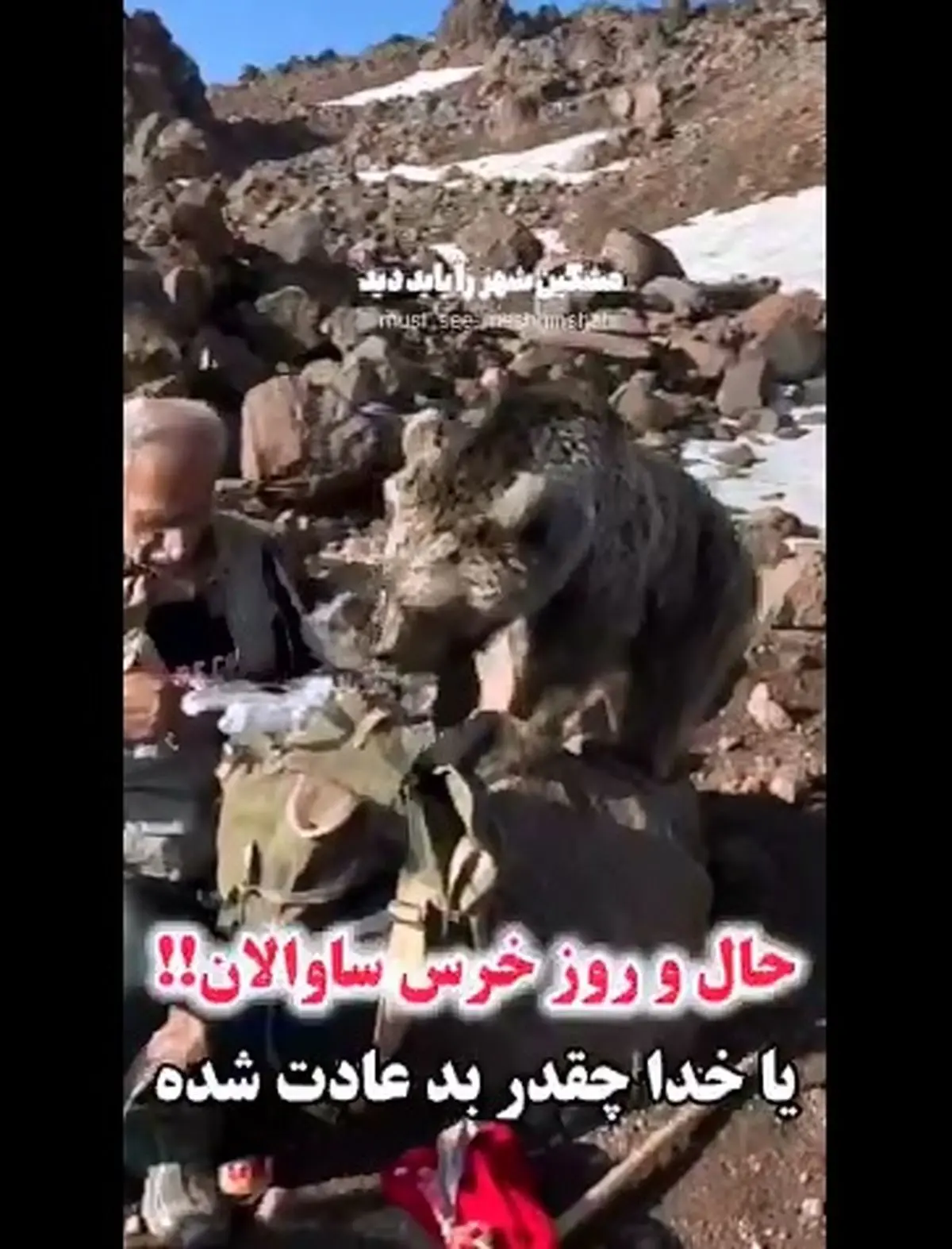 خرس وحشی که از دست کوهنوردان در سبلان ساقه طلایی می‌گیرد! + فیلم