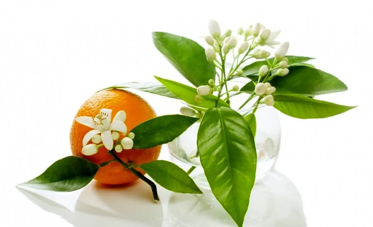 درمان چاقی با بهار نارنج