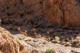 وجود ۱۳۶ هزار هکتار منطقه شکار و صید ممنوع در استان