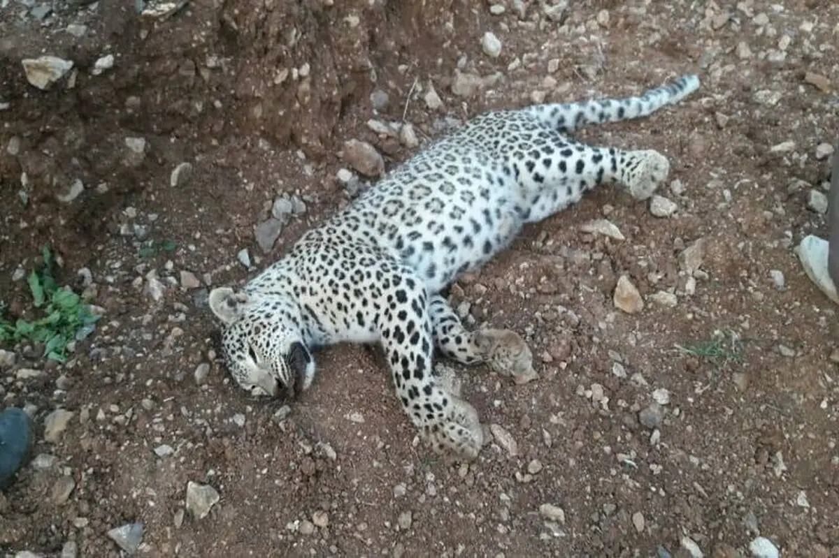 علت مرگ پلنگ ماده در خواف مشخص شد