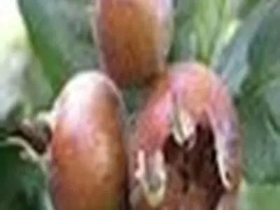 آغاز برداشت ازگیل در آستارا و تالش