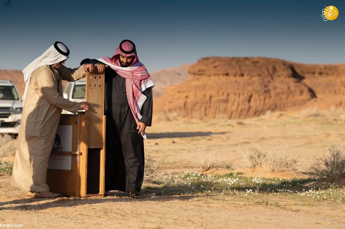  رهاسازی آهو برای تامین غذای یوز عربی توسط بن سلمان+تصاویر