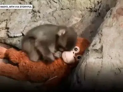 فیلم بچه میمون کوچکی که دل اینترنت را لرزاند