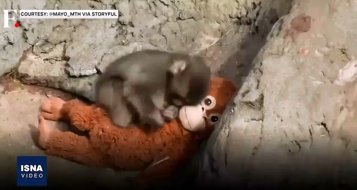 فیلم بچه میمون کوچکی که دل اینترنت را لرزاند