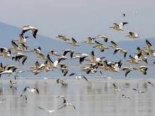 افزایش ۱۰ درصدی پرندگان مهاجر آبزی و کنارآبزی در استان