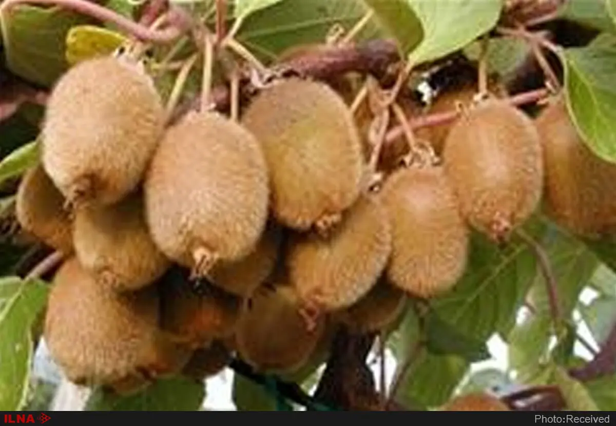 چرا صادرات کیوی فعلا ممنوع است؟