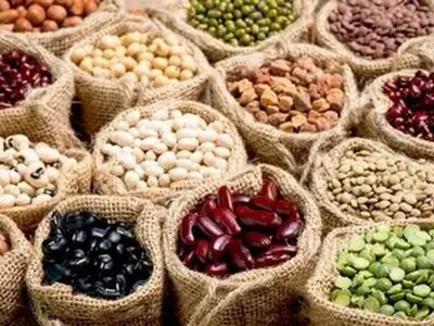 کاهش یک‌سومی مصرف آب در تولید محصولات پردیس تحقیقاتی لوبیا شهرستان خمین