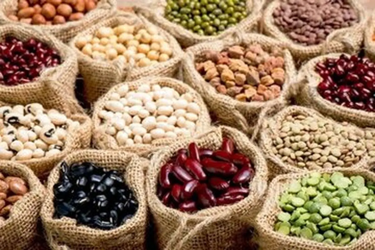 کاهش یک‌سومی مصرف آب در تولید محصولات پردیس تحقیقاتی لوبیا شهرستان خمین