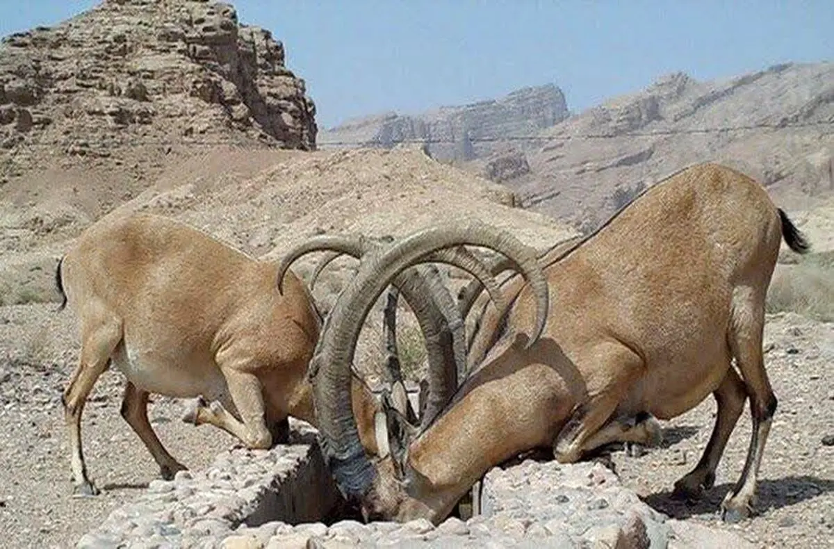 تلفاتی بابت گرمازدگی در منطقه هفتادقله اراک گزارش نشده است