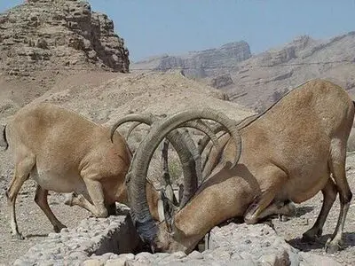 تلفاتی بابت گرمازدگی در منطقه هفتادقله اراک گزارش نشده است