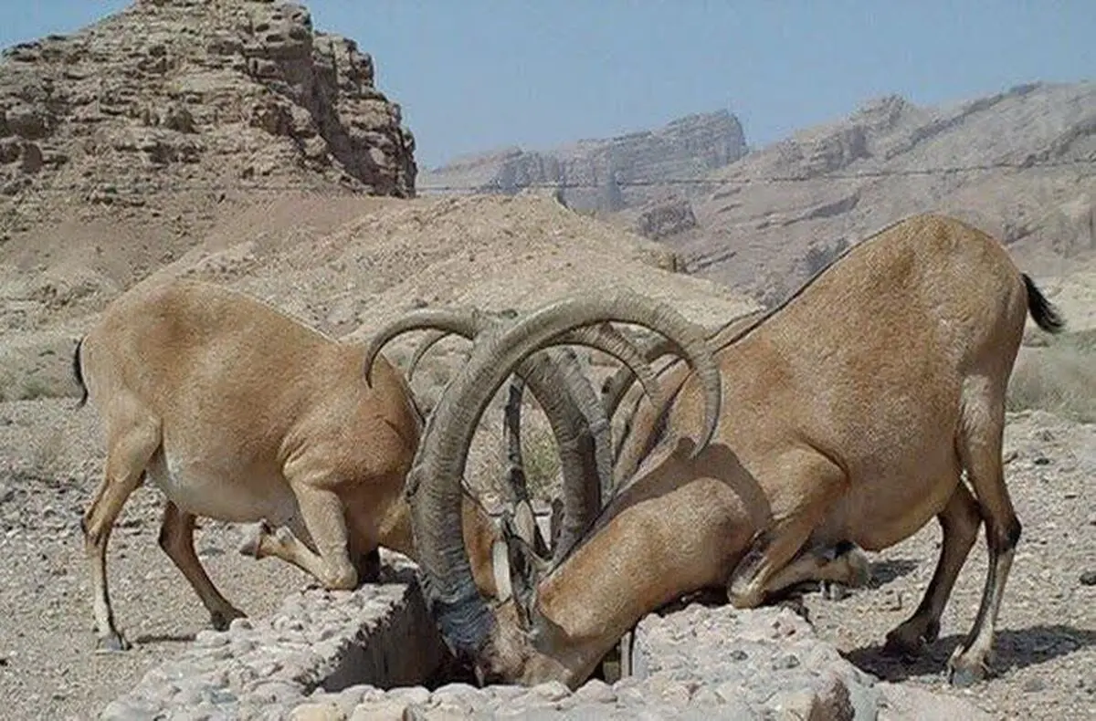 تلفاتی بابت گرمازدگی در منطقه هفتادقله اراک گزارش نشده است