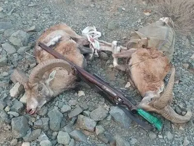 محکومیت شکارچی دو رأس بز وحشی در گچساران به 7 ماه حبس