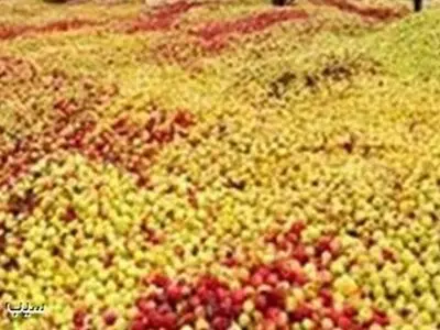 دپوی « سیب » باغداران آذربایجان غربی در کنار جاده‌های استان/ ارزان فروشی سیب‌ها به دلالان  به دلیل فاسد شدن محصول