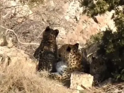 تصاویر دیدنی از پلنگ مازندران به همراه دو توله‌اش