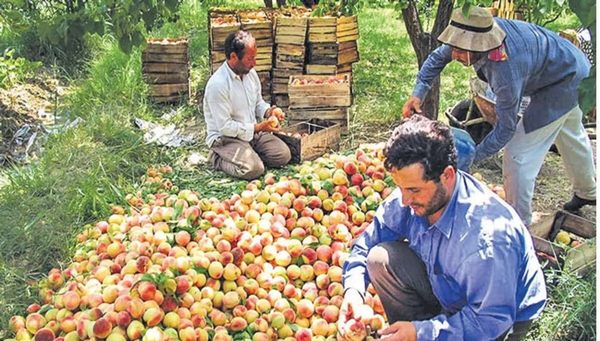 تأکید دادگستری استان اردبیل بر به کارگیری نیروهای بومی و متخصص در کشت و صنعت مغان