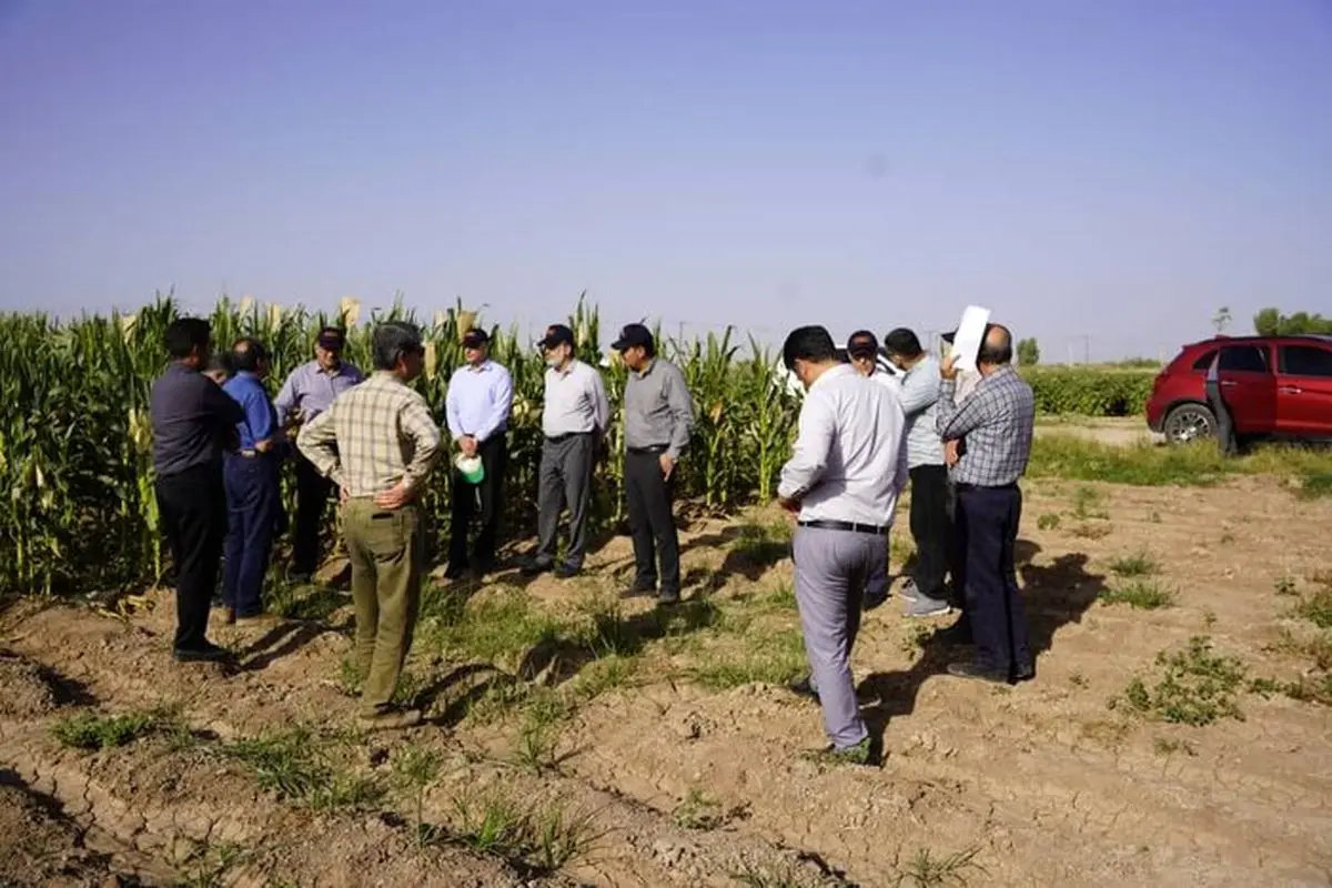 نیاز کشور به ارقام هیبرید میانرس، پرمحصول و مقاوم در برابر تنشها